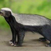 Медоед :: Наталия Львова Медоед :: Наталия Львова