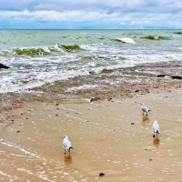 Зеленоградск :: Антон 