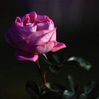 Розочка :: Юрий Полторыхин.