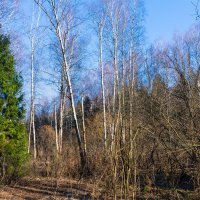 Весна :: Владимир Лазарев