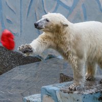 Белый :: SanSan 