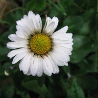 Декабрьская маргаритка :: Людмила Смородинская Декабрьская маргаритка :: Людмила Смородинская