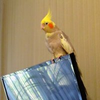 Живность :: Роман Савоцкий