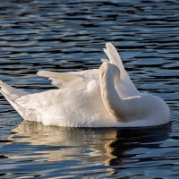 Лебедь :: Игорь Сикорский Лебедь :: Игорь Сикорский