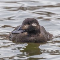 турпан. :: юрий макаров турпан. :: юрий макаров