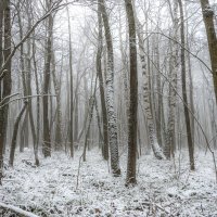 Туманный декабрь :: Наталья Димова Туманный декабрь :: Наталья Димова