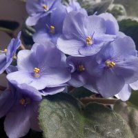 Фиалка :: Елена Семигина