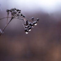 Слёзы осени :: Роман Самарский