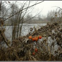 *** :: Aleksandr Gal *** :: Aleksandr Gal