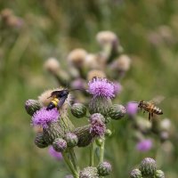 *** :: Александр. AVG100 --- *** :: Александр. AVG100 ---