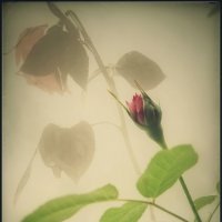 От рождения до увядания... :: Руслан От рождения до увядания... :: Руслан