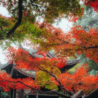 Осень в парке в Ханчжоу :: Дмитрий 