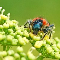 Макро мир вокруг нас... :: Николай Саржанов