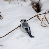 А кто это у нас тут такой красивенький?! :: Вадим Басов