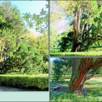 Адлер. Дендропарк "Южные культуры" :: Нина Бутко