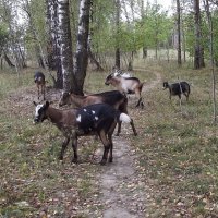 Детский сад на прогулке :: Freddy 97 Детский сад на прогулке :: Freddy 97