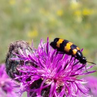 Макро :: Надежда Макро :: Надежда