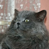 Кот Филя. :: Михаил Столяров