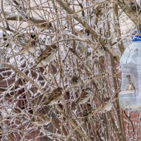 Очередь :: Ирина Соловьёва Очередь :: Ирина Соловьёва