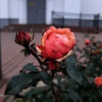 Последние розы цветут в декабре. :: Люба 