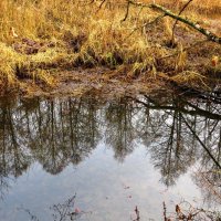Отражение в воде :: Андрей Снегерёв Отражение в воде :: Андрей Снегерёв