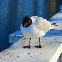 Озёрная чайка около Лебединого пруда :: Aida10 Озёрная чайка около Лебединого пруда :: Aida10