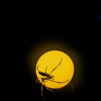 Ночь :: Елена 