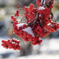 ... :: Светлана Ищенко