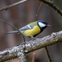 Больная синица :: Владимир Лазарев Больная синица :: Владимир Лазарев