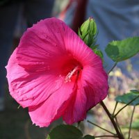 Гибискус болотный :: Любовь Сахарова Гибискус болотный :: Любовь Сахарова