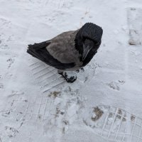 Серая любопытная ворона... :: Андрей Хлопонин Серая любопытная ворона... :: Андрей Хлопонин