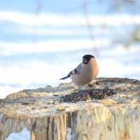 Снегириха :: Татьяна Лютаева