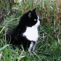 Кого-то увидел :: Людмила Смородинская Кого-то увидел :: Людмила Смородинская