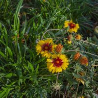 Стойкие :: Анатолий Чикчирный Стойкие :: Анатолий Чикчирный