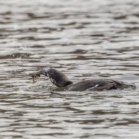 турпан. :: юрий макаров турпан. :: юрий макаров