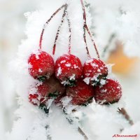 Зарисовки декабря.... :: Андрей Заломленков Зарисовки декабря.... :: Андрей Заломленков