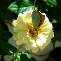 Жёлтая циния и бабочка :: Валентин Семчишин Жёлтая циния и бабочка :: Валентин Семчишин