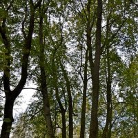 ПЕТРОВСКОЕ, вотчина Ганнибалов. :: Виктор Осипчук ПЕТРОВСКОЕ, вотчина Ганнибалов. :: Виктор Осипчук