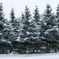 Скоро Новый год :: Ирина Соловьёва Скоро Новый год :: Ирина Соловьёва