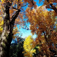 Адлер. Дендропарк "Южные культуры" :: Нина Бутко Адлер. Дендропарк "Южные культуры" :: Нина Бутко