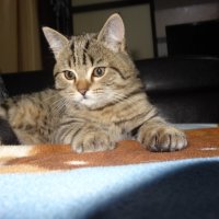 мурзик :: СЕРГЕЙ ФИЛОЧКИН