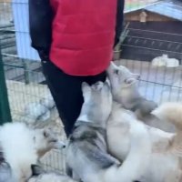 Хаски Хутор на Роза Хутор :: Ирэн Хаски Хутор на Роза Хутор :: Ирэн