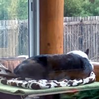 Спящий Чак на даче.. :: Ольга Довженко Спящий Чак на даче.. :: Ольга Довженко