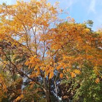 Осенние мотивы :: Виктор Осенние мотивы :: Виктор