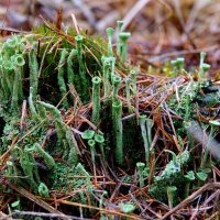 Про кладонию... :: Николай Гирш