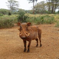 Опасная зверюга! :: unix (Илья Утропов) Опасная зверюга! :: unix (Илья Утропов)