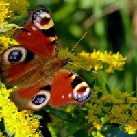 опять про бабочек...151 :: Александр Прокудин опять про бабочек...151 :: Александр Прокудин