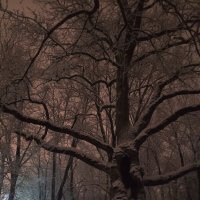 Зима :: Сапсан 