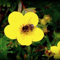 Лакомка :: Сергей Карачин Лакомка :: Сергей Карачин