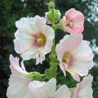 Мальва белая :: Сергей Карачин Мальва белая :: Сергей Карачин